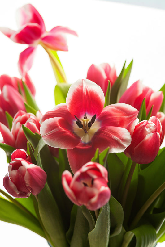 Managing Body Odor Naturally with Zinc and Mandelic Acid - Bee Naturals